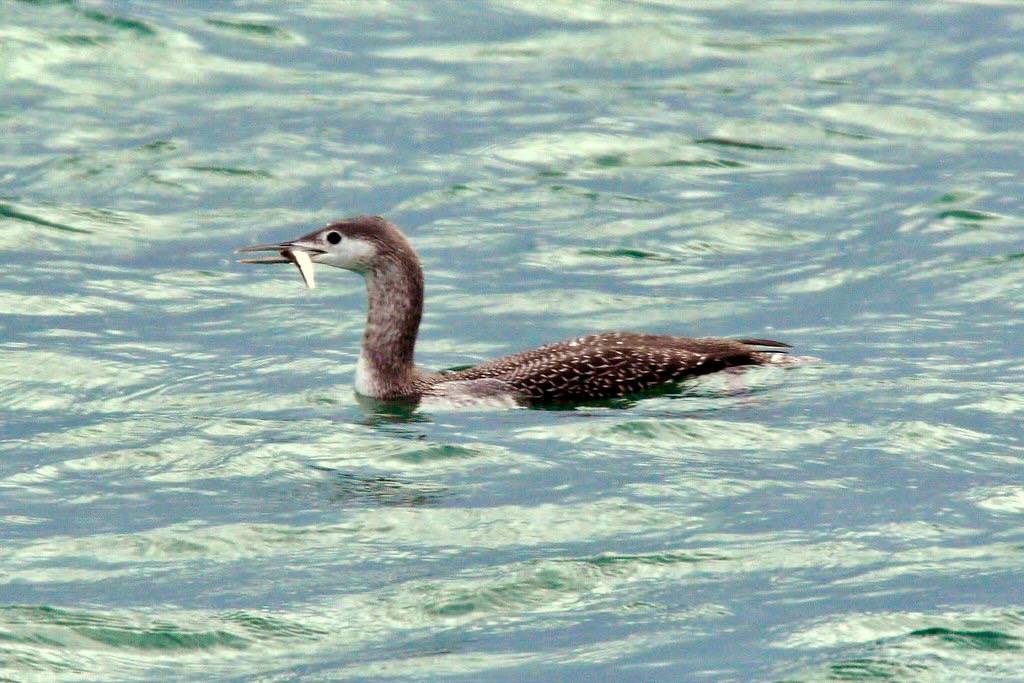 Red-throated Loon (Gavia stellata) by Dominic Sherony is licensed under CC BY-SA 2.0.